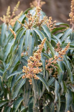 Kosta Tropikal, Endülüs, İspanya 'daki fidanlıklarda mevsimlik yeşermiş mango ağaçları.