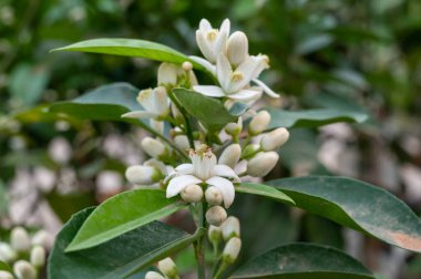 Aromatik beyaz portakal ağacı çiçeklerinin bahar çiçekleri kapanıyor