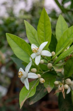 Aromatik beyaz portakal ağacı çiçeklerinin bahar çiçekleri kapanıyor