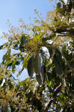 Nisan ayında, Kosta Tropikal, Endülüs, İspanya 'daki fidanlıklarda yemyeşil avokado ağaçlarının mevsimlik çiçekleri
