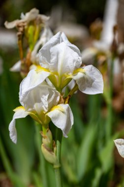 Çiçek açan büyük beyaz iris çiçeği, Fransa 'nın Provence şehrinde bahar mevsimi