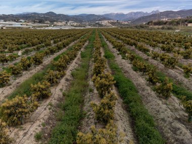 Kosta Tropikal, Endülüs, İspanya 'daki çiftliklerde bulunan yemyeşil avokado ağaçlarının hava manzarası. İspanya 'da avokado meyvelerinin yetiştirilmesi.