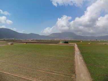 Yeşil salatalı tarlalar. Zafarraya kasabası yakınlarındaki tarım vadisinde hava manzarası sebze, yeşil marul salatası, lahana, enginar, Endülüs, İspanya