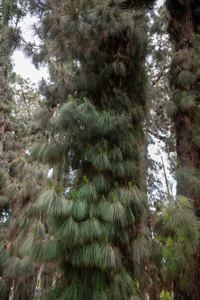 Native tree from Canarian islands, Canarian pine tree with long green needles