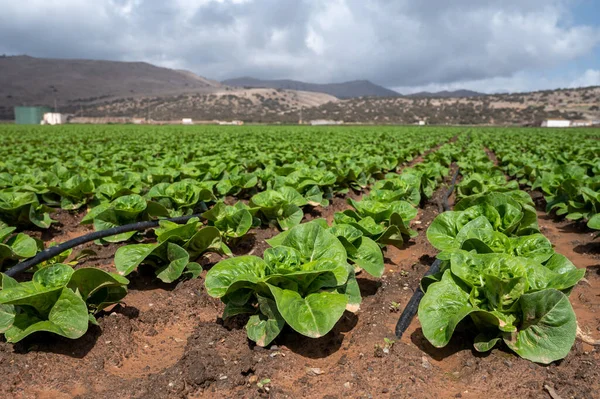 Farm fields with rows of green lettuce salad. Panoramic view on agricultural valley near town Zafarraya with fertile soils for growing of vegetables, green lettuce salad, cabbage, artichokes, Andalusia, Spain