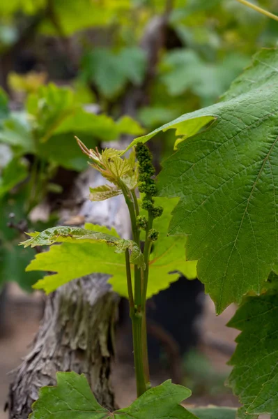 Agrupamento Jovem Uvas Flor Vinha Uva Velha Vinha — Fotografia de Stock