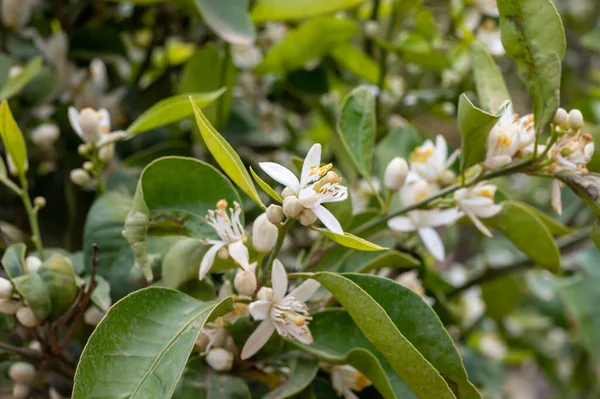 Frühlingsblüte Aromatischer Weißer Orangenblüten Aus Nächster Nähe — Stockfoto