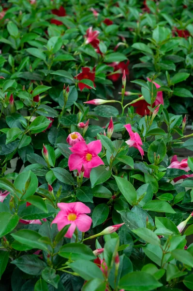 Muitas Plantas Jardim Tropicais Exóticas Diferentes Flores Coloridas Para Venda — Fotografia de Stock