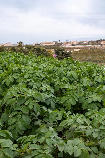 Zöld Burgonya Növények Kültéri Ültetése Betakarításra Kész Környezetbarát Gazdálkodás Andalúziában — Stock Fotó