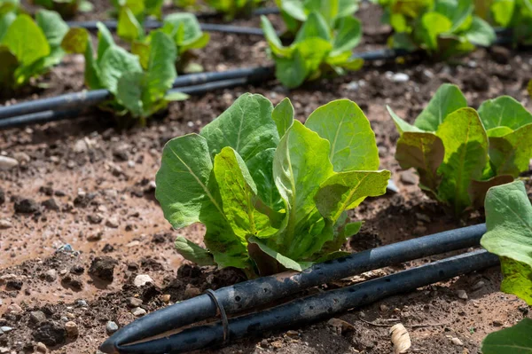 Farm fields with fertile soils and rows of growing  green lettuce salad in Andalusia, Spain in April