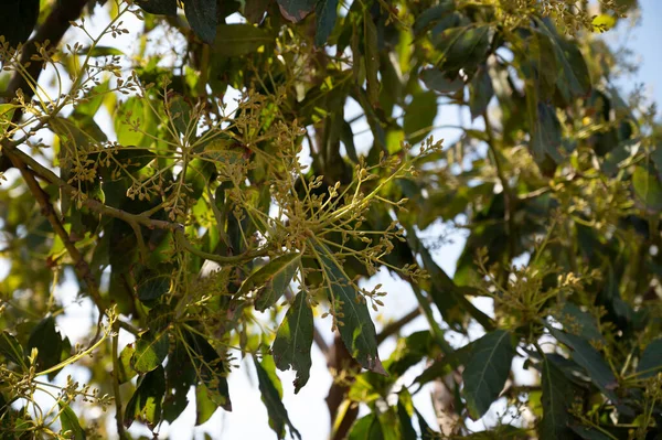 Flor Sazonal Abacates Sempre Verdes Abril Plantações Costa Tropical Andaluzia — Fotografia de Stock
