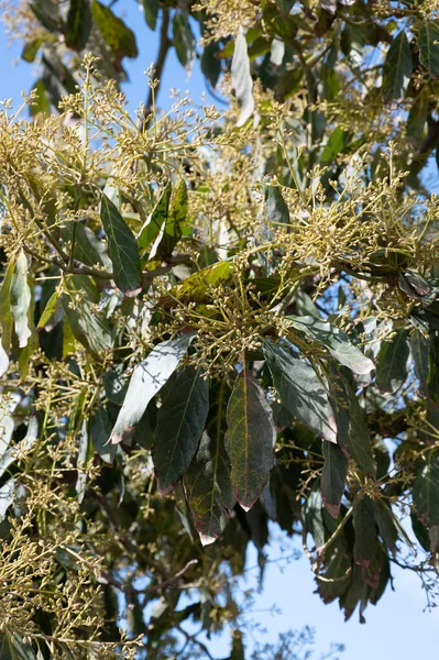4月の常緑アボカドの木の季節の花 スペイン アンダルシア州コスタ トロピカルのプランテーションで — ストック写真