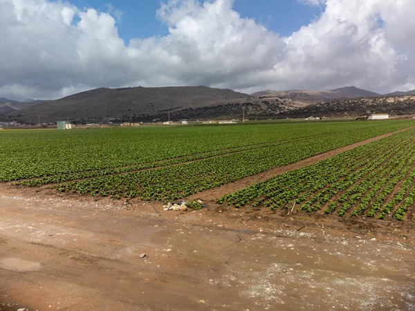 Farm fields with rows of green lettuce salad. Panoramic view on agricultural valley near town Zafarraya with fertile soils for growing of vegetables, green lettuce salad, cabbage, artichokes, Andalusia, Spain