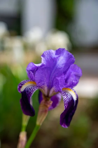 Grande Fiore Viola Iris Lilla Fiore Primavera Provenza Francia — Foto Stock