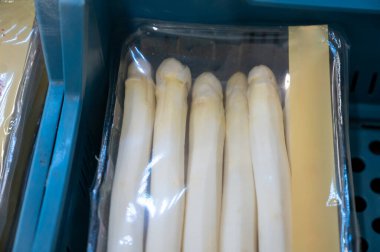 Hollanda 'daki Brabant, Hollanda' da taze kuşkonmaz sebzeleri temizleme, soyma ve paketleme aracı