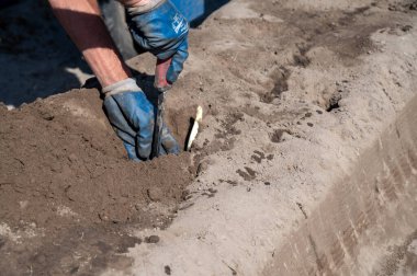 Hollanda Brabant, Hollanda 'da elleri ile beyaz kuşkonmaz sebze hasadı