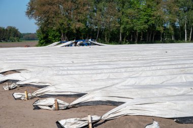 Hollanda, Brabant, Hollanda 'da yetiştirilen kuşkonmaz sebzeleriyle kaplı plastik film