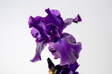 Büyük safra çiçeği mevsimlik çiçekleri.