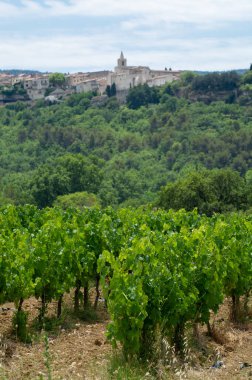 Rows of green grapevines growing on pebbles on vineyards near Lacoste and Bonnieux villages in Luberon, Provence, France