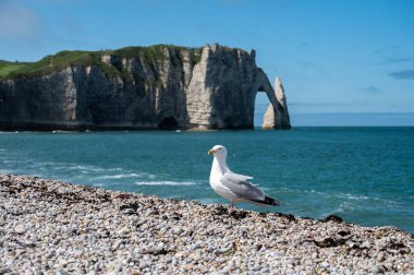 Tebeşir kayalıkları, Atlantik okyanusu ve Fransa 'nın Normandiya eyaletindeki Porte d' Aval kemerindeki panoramik manzara. Turistler için tatil yeri.