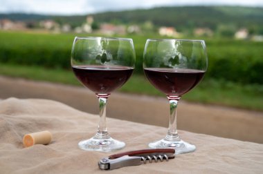Green grapevines growing on rounded pebbles on hilly vineyards near famous winemaking ancient village Chteauneuf du Pape, Provence, France