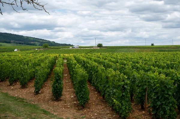 Green Vineyards Growing Grape Plants Production High Quality Famous French — Stockfoto