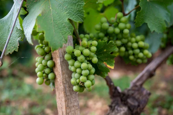 Green Vineyards Growing Grape Plants Production High Quality Famous French — Fotografia de Stock