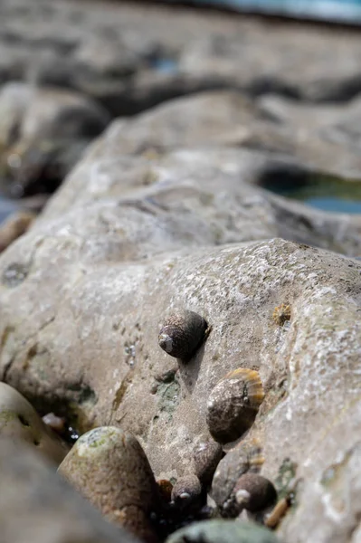 干潮期間と海の底に白い石やエチケット ノルマンディー フランスのPorte Avalアーチのチョーク崖の上に表示されます 観光地 — ストック写真