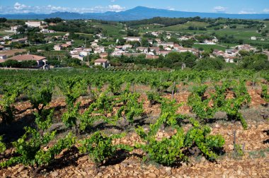 Green grapevines growing on rounded pebbles on hilly vineyards near famous winemaking ancient village Chteauneuf du Pape, Provence, France