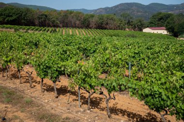 View on green vineyards Cotes de Provence, production of rose wine near Saint-Tropez, Var, south of France