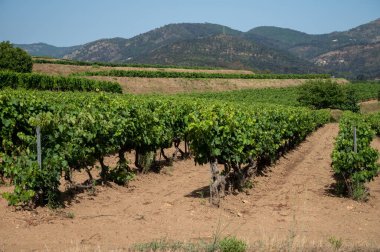 View on green vineyards Cotes de Provence, production of rose wine near Saint-Tropez, Var, south of France