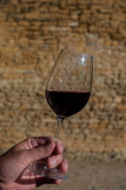 Beaujolais, Fransa 'nın güneyinde, Pierres Dores bölgesindeki şarap üreticisinin kırmızı şarabını tatmak.