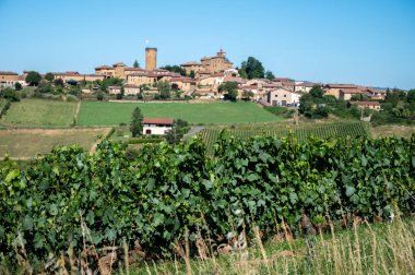 Yeşil üzümler yuvarlak çakıl taşları üzerinde yetişiyor. Meşhur şarabın yakınındaki tepe üzüm bağlarında. Kadim bir köy olan Chteauneuf du Pape, Provence, Fransa