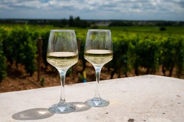 Fransa, Burgundy 'deki Puligny-Montrachet köyü yakınlarındaki Grand Cru sınıfı üzüm bağlarında Chardonnay üzümlerinden yapılan kaliteli beyaz şarabın tadına bakılıyor.