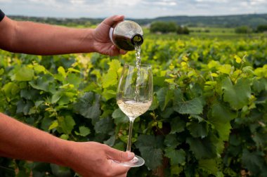 Tasting of high quality white dry wine made from Chardonnay grapes on grand cru classe vineyards near Puligny-Montrachet village, Burgundy, France