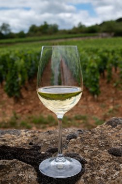 Fransa, Burgundy 'deki Puligny-Montrachet köyü yakınlarındaki Grand Cru sınıfı üzüm bağlarında Chardonnay üzümlerinden yapılan kaliteli beyaz şarabın tadına bakılıyor.