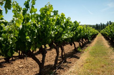 Rows of green grapevines growing on pebbles on vineyards near Lacoste and Bonnieux villages in Luberon, Provence, France