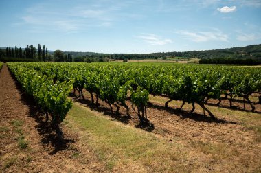 Rows of green grapevines growing on pebbles on vineyards near Lacoste and Bonnieux villages in Luberon, Provence, France