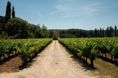 Rows of green grapevines growing on pebbles on vineyards near Lacoste and Bonnieux villages in Luberon, Provence, France