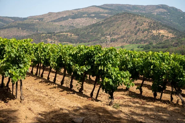 View Green Vineyards Cotes Provence Production Rose Wine Saint Tropez — Stock fotografie