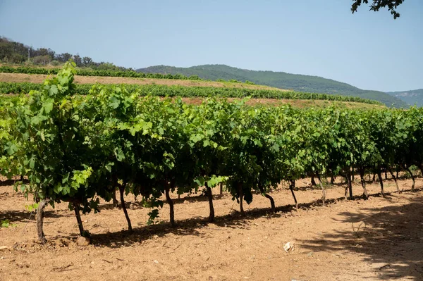 View Green Vineyards Cotes Provence Production Rose Wine Saint Tropez — Foto de Stock