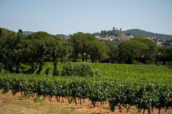 View Green Grand Cru Vineyards Cotes Provence Production Rose Wine — Foto de Stock