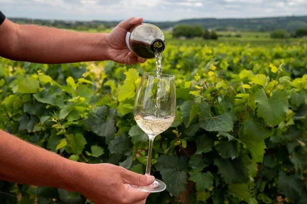 Tasting High Quality White Dry Wine Made Chardonnay Grapes Grand — Stockfoto
