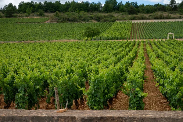 Green Vineyards Growing Grape Plants Production High Quality Famous French — Stock Photo, Image