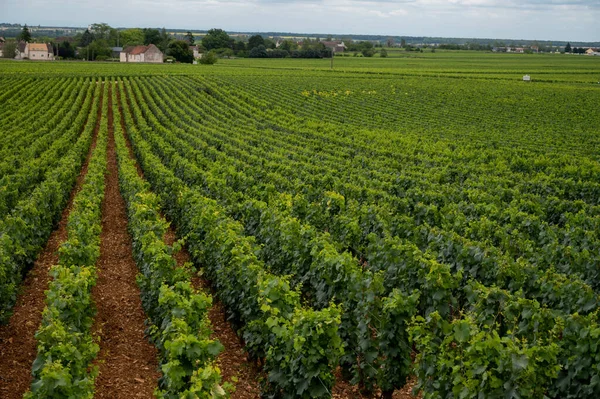 Green Vineyards Growing Grape Plants Production High Quality Famous French — Fotografia de Stock