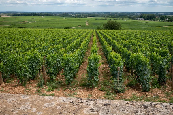 Green Vineyards Growing Grape Plants Production High Quality Famous French — Foto Stock