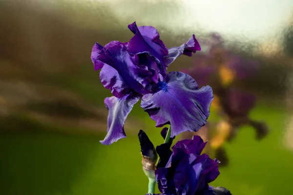Seasonal Blossom Big Puprle Iris Garden Flower — Stock Photo, Image