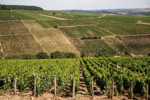 Panoramoc View Green Chablis Grand Cru Appellation Vineyards Grapes Growing — 图库照片