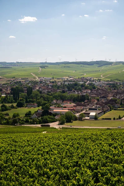 Panoramoc View Green Chablis Grand Cru Appellation Vineyards Grapes Growing — Stok fotoğraf