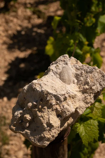 Sample Soil Chablis Grand Cru Appellation Vineyards Limestone Marl Soils — Stock fotografie